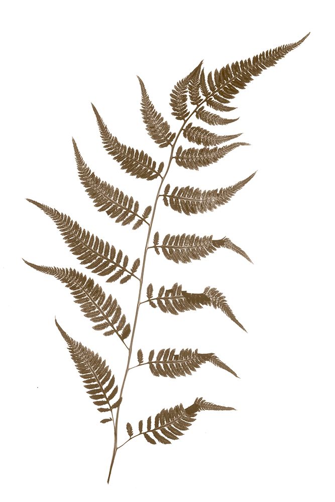 Fern art print by Judy Stalus for $57.95 CAD