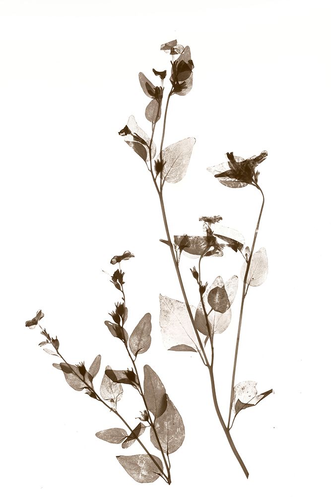 Wild Flower art print by Judy Stalus for $57.95 CAD