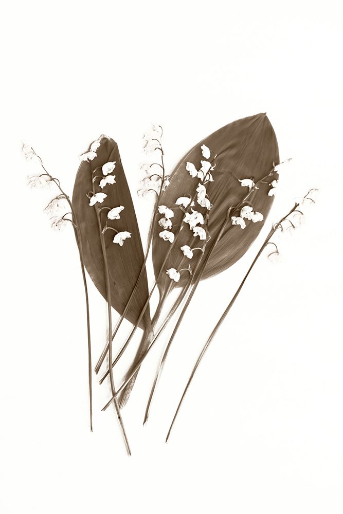 Lily of the Valley art print by Judy Stalus for $57.95 CAD