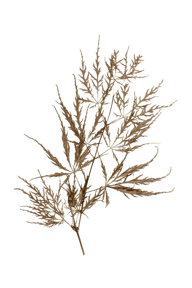 Japanese Maple art print by Judy Stalus for $57.95 CAD