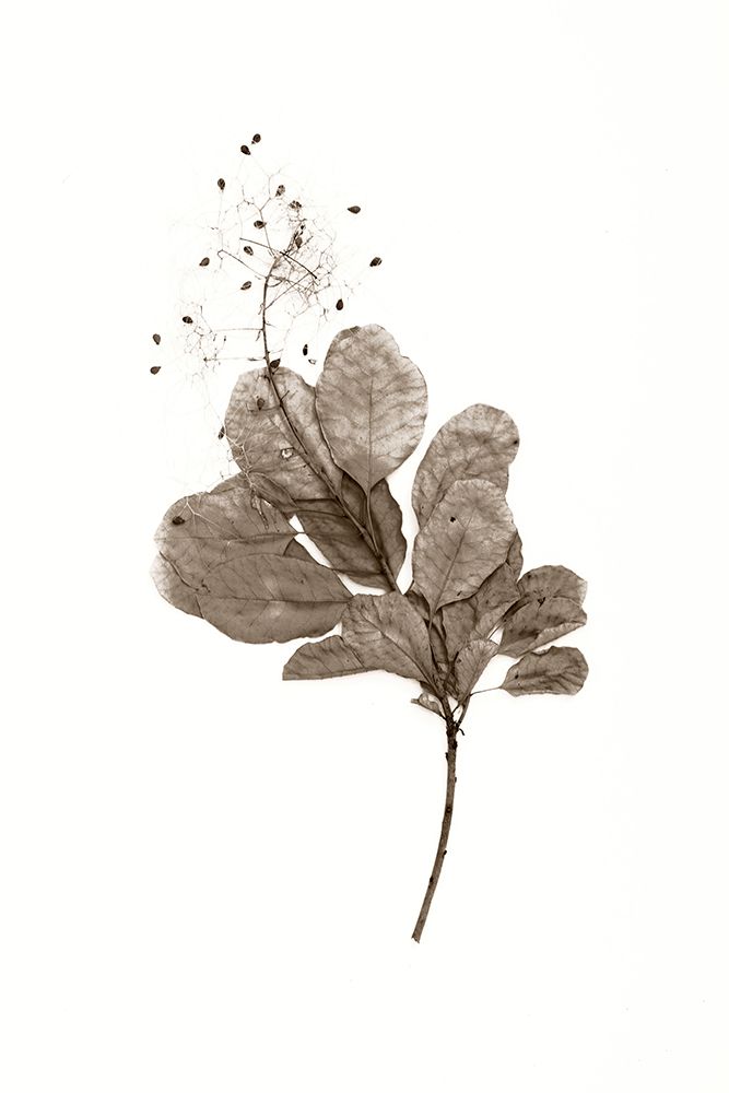 Filipendula art print by Judy Stalus for $57.95 CAD