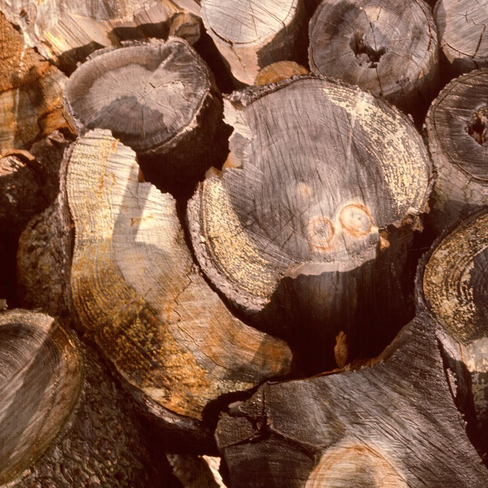 Wood Pile art print by Judy Stalus for $57.95 CAD