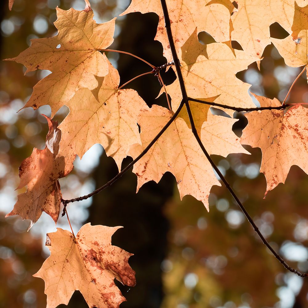 Autumn Leaves art print by Judy Stalus for $57.95 CAD