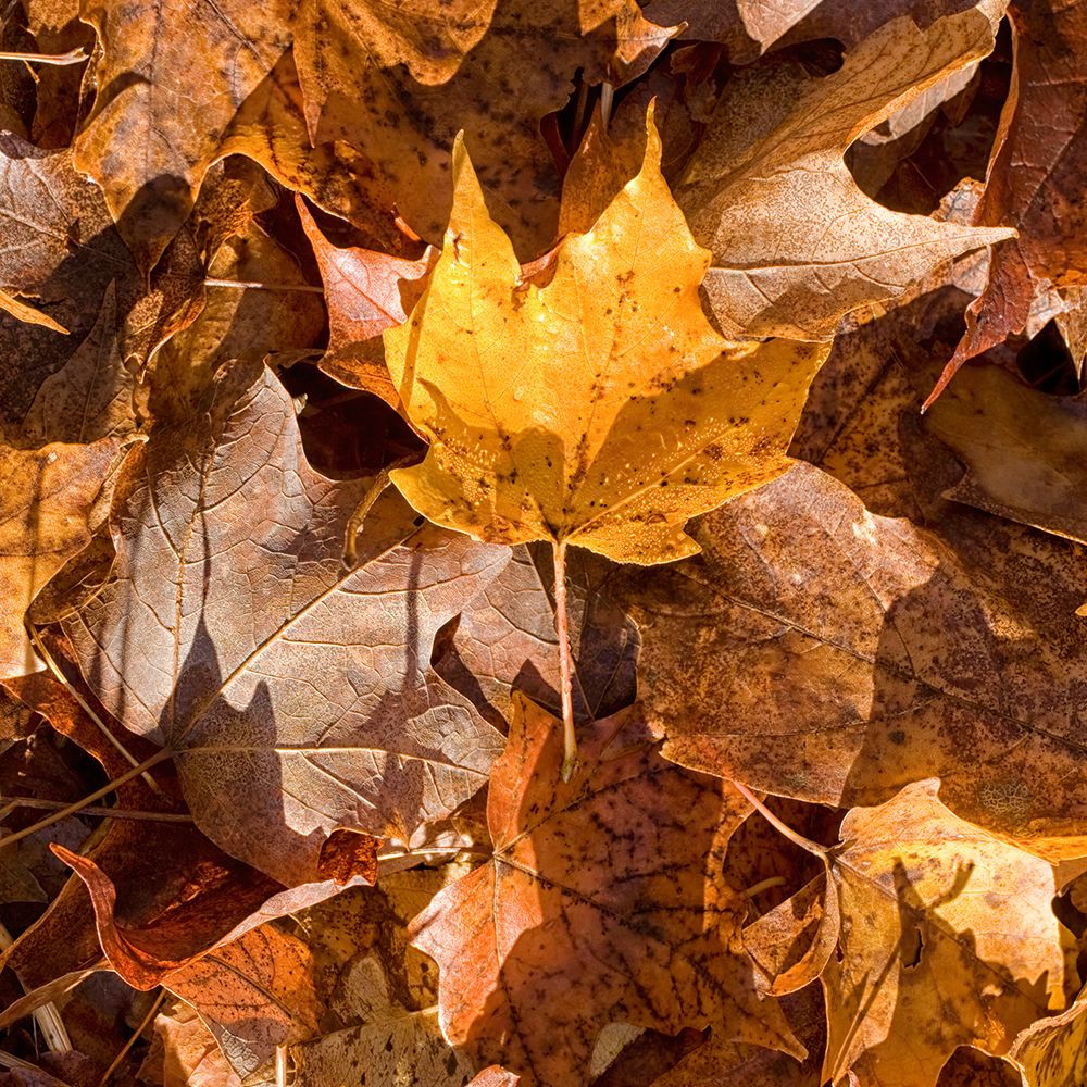 Yellow Leaf art print by Judy Stalus for $57.95 CAD