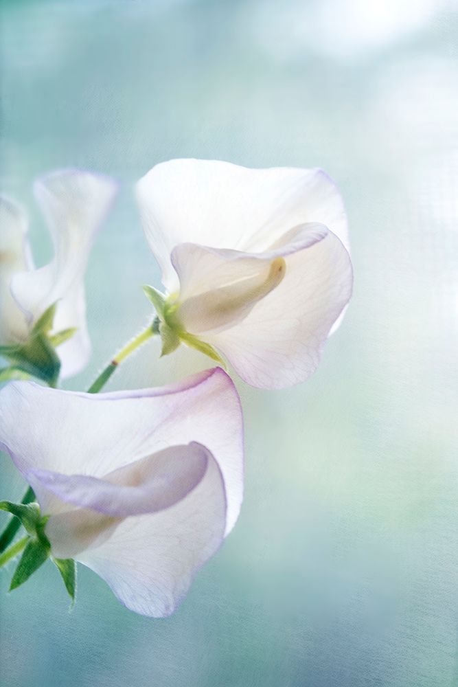 Sweet Pea Dream art print by Judy Stalus for $57.95 CAD