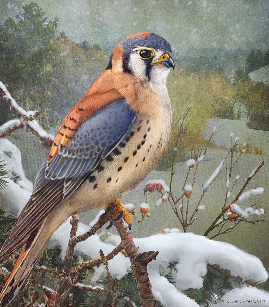 In Snowscape Kestrel art print by Christopher Vest for $57.95 CAD