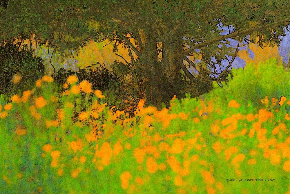 California Poppies art print by Christopher Vest for $57.95 CAD