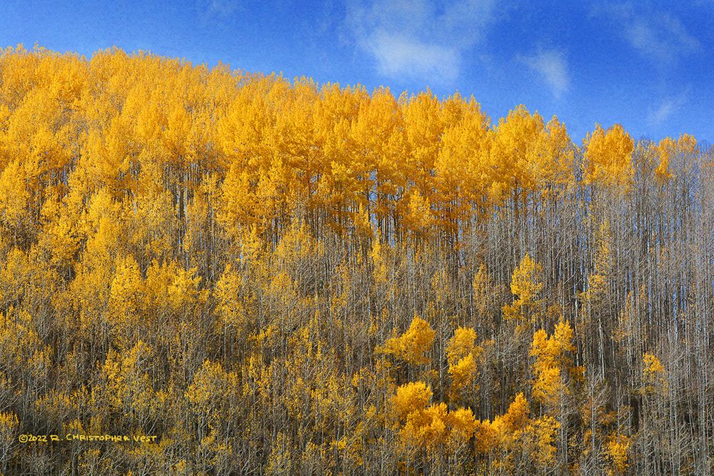 Ranks of Aspen on Blue art print by Christopher Vest for $57.95 CAD