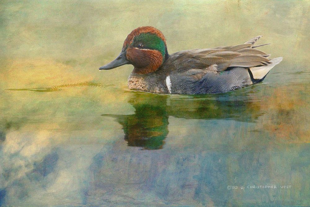 Green Teal Drake art print by Christopher Vest for $57.95 CAD