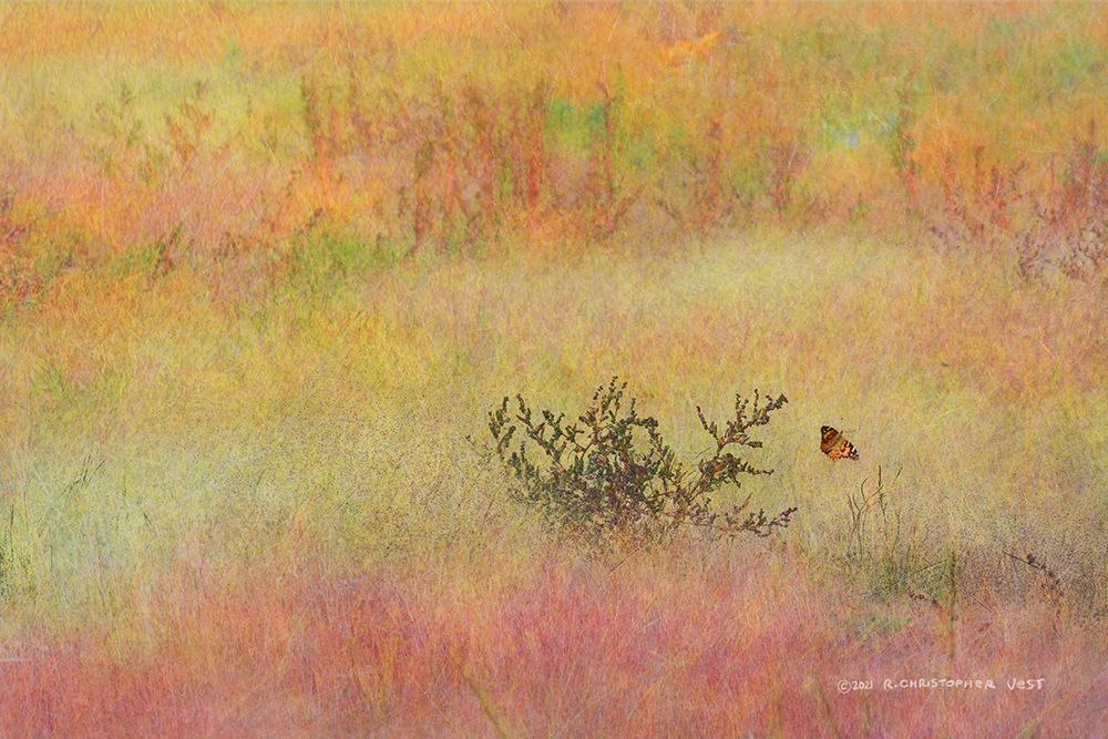 Koshia in Muhly Grass art print by Christopher Vest for $57.95 CAD