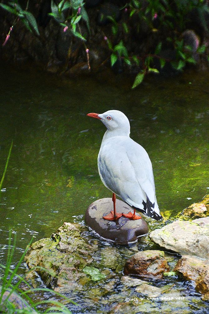 Red Billed Gul art print by Christopher Vest for $57.95 CAD