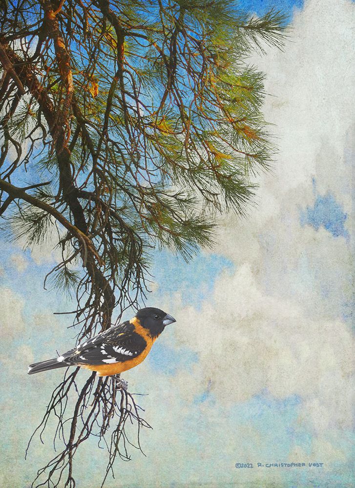 Ponderosa Black-Headed Grosbeak art print by Christopher Vest for $57.95 CAD
