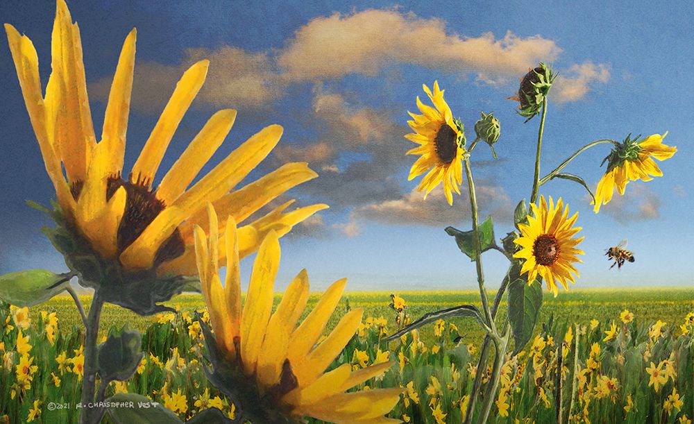 Sunflowers in Kansas art print by Christopher Vest for $57.95 CAD
