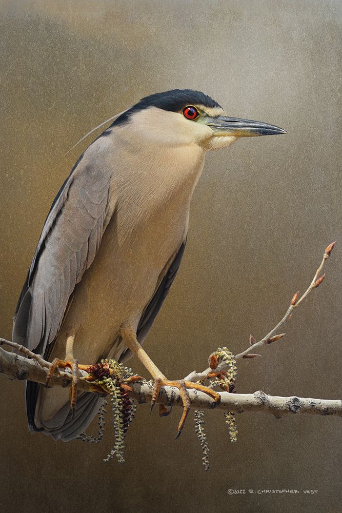 Night Heron in spring art print by Christopher Vest for $57.95 CAD