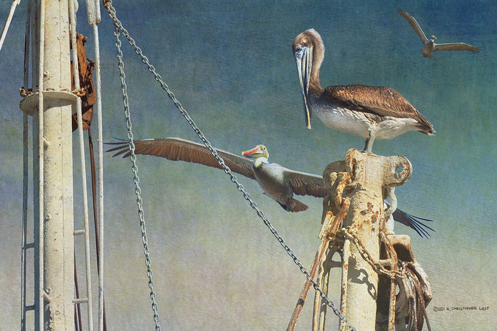 Shrimp Boat Pelicans art print by Christopher Vest for $57.95 CAD
