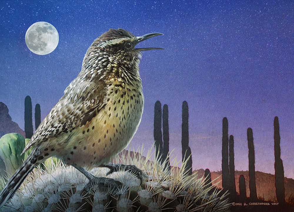 Saguaro Cactus Wren by Moonlight art print by Christopher Vest for $57.95 CAD