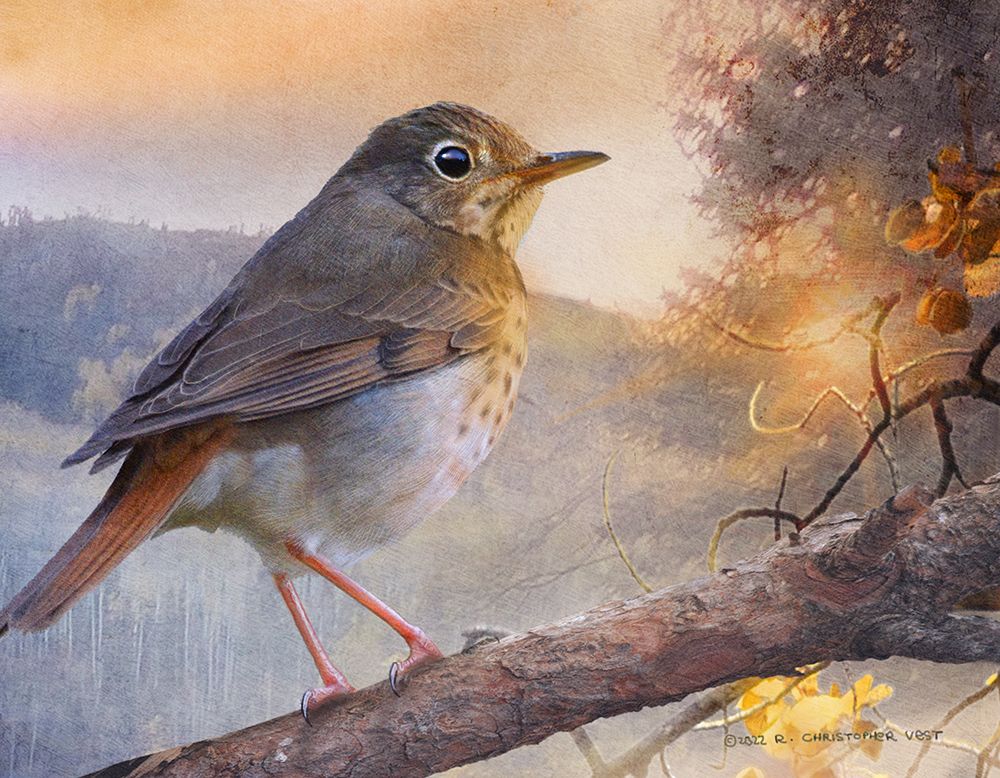 Hermit Thrush Hillside Drive art print by Christopher Vest for $57.95 CAD