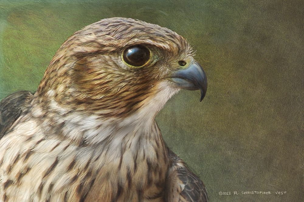 Merlin Portrait art print by Christopher Vest for $57.95 CAD