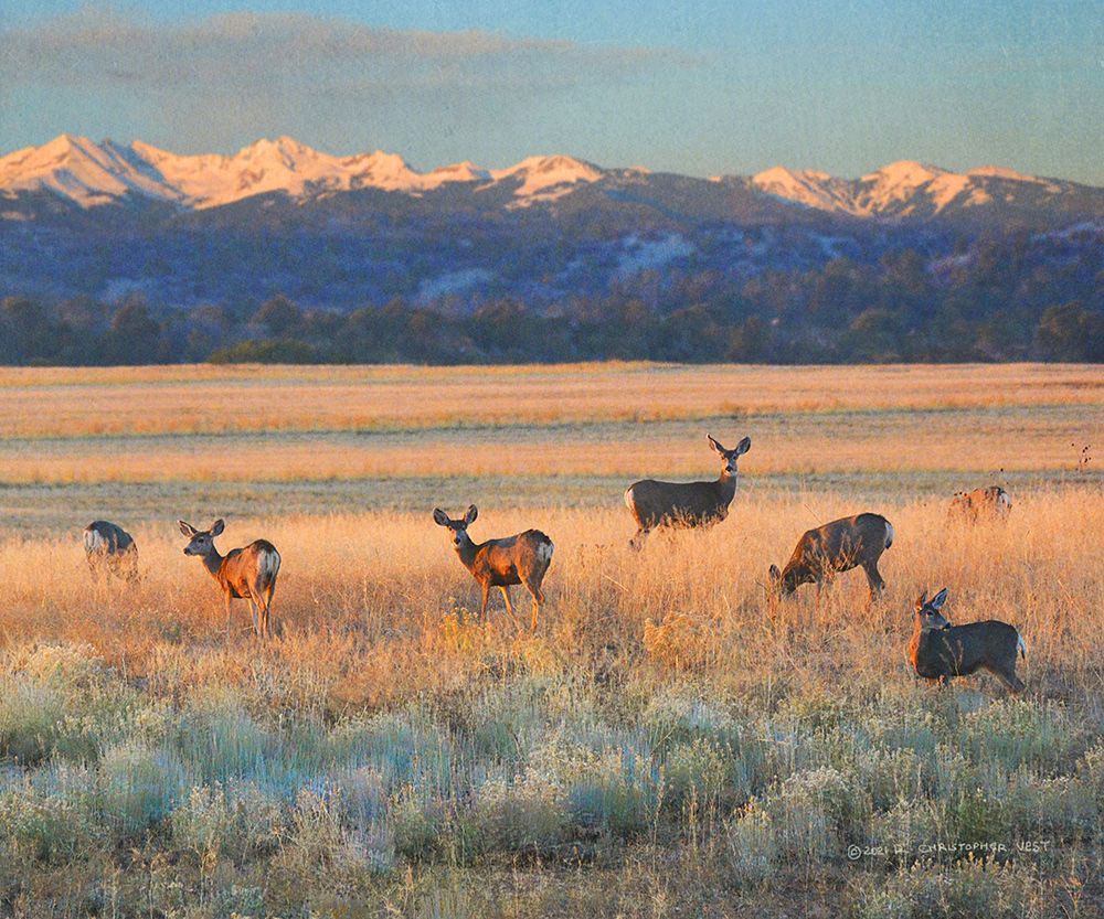 Sunset Deer art print by Christopher Vest for $57.95 CAD