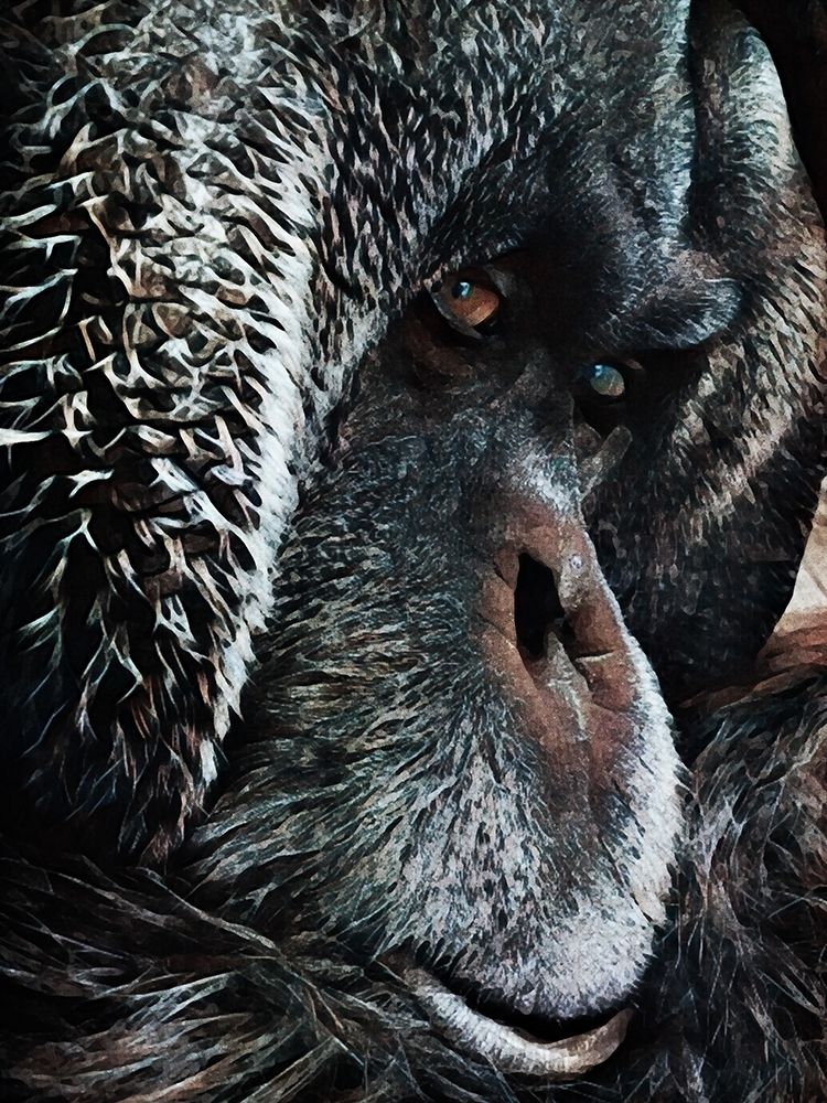 Orangutan Soul Expression art print by Ashley Aldridge for $57.95 CAD
