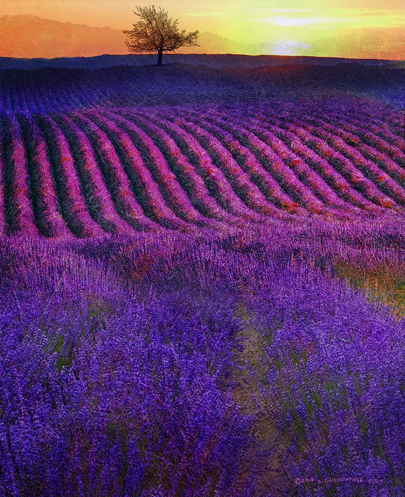 High Summer Lavenders art print by Christopher Vest for $57.95 CAD