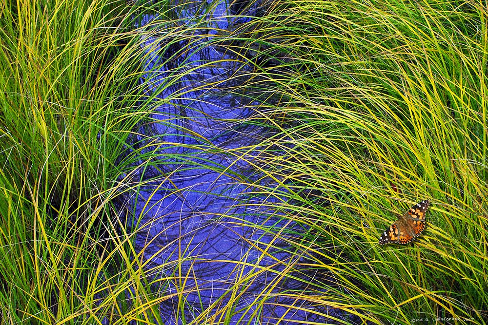 Grass over the Brook art print by Christopher Vest for $57.95 CAD
