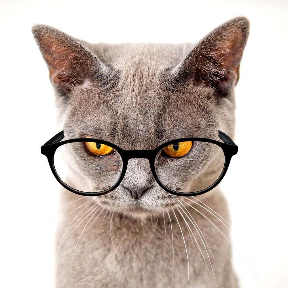 Specticat art print by Karen Smith for $57.95 CAD