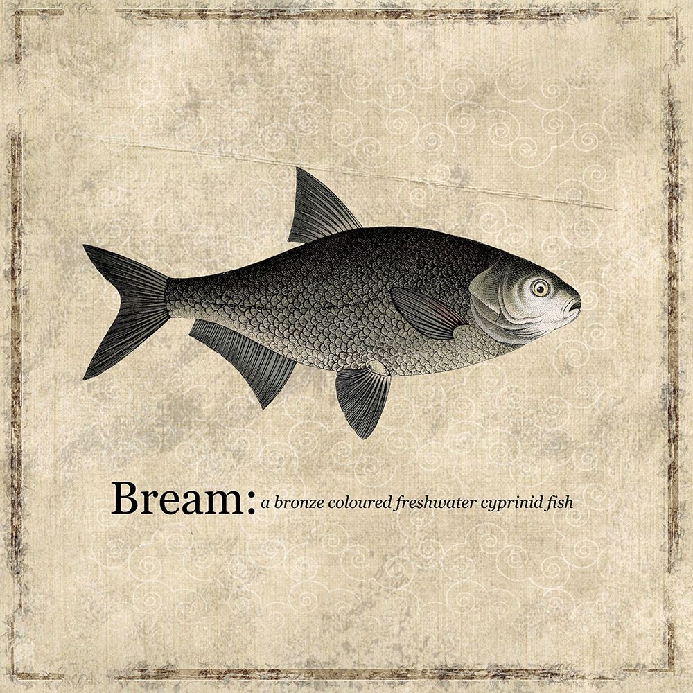 Fish Bream art print by Karen Smith for $57.95 CAD