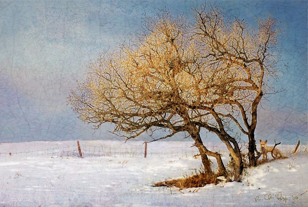 Fox and Winter Oak art print by Christopher Vest for $57.95 CAD