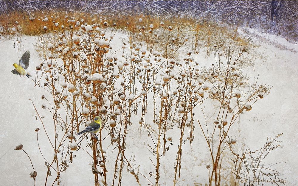 Goldfinches in Snow art print by Christopher Vest for $57.95 CAD