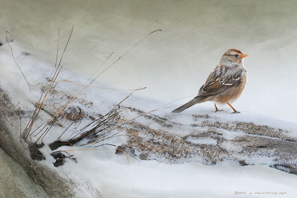 Snowscape with Sparrow art print by Christopher Vest for $57.95 CAD