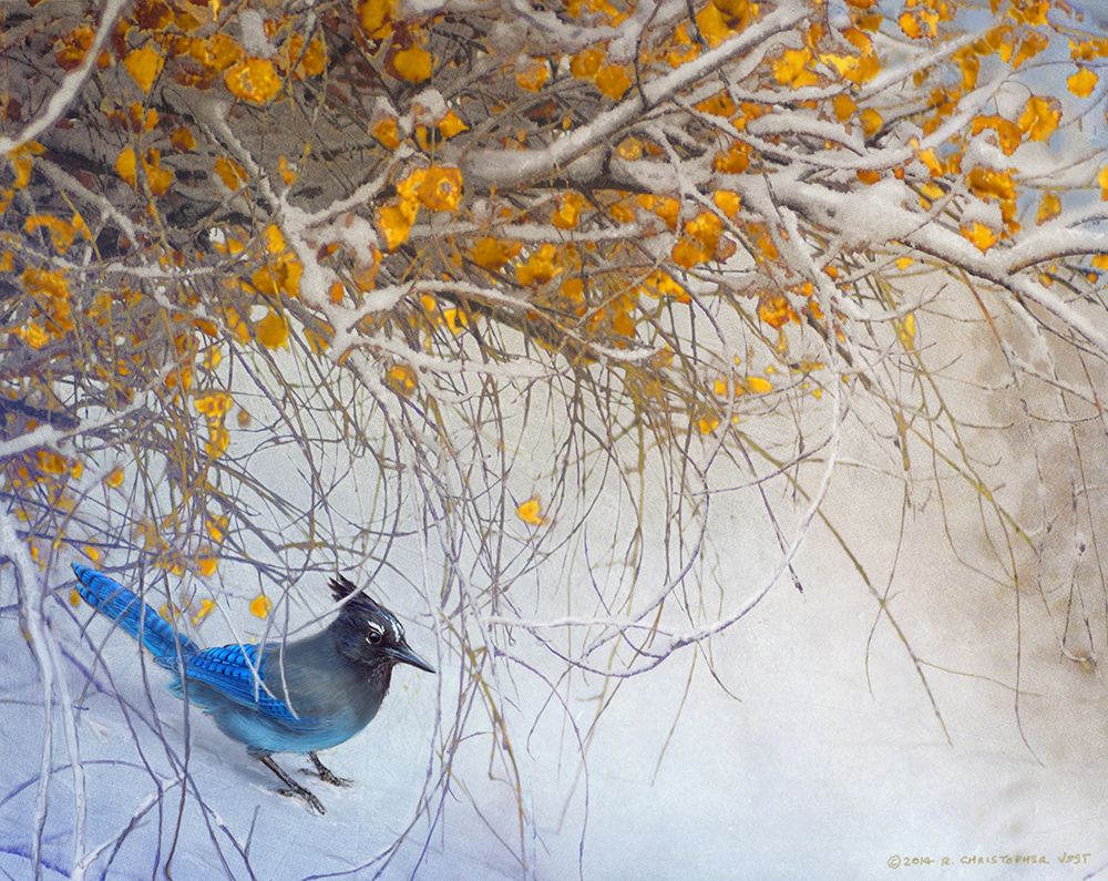 Snowy Branches with Stellar Jay art print by Christopher Vest for $57.95 CAD