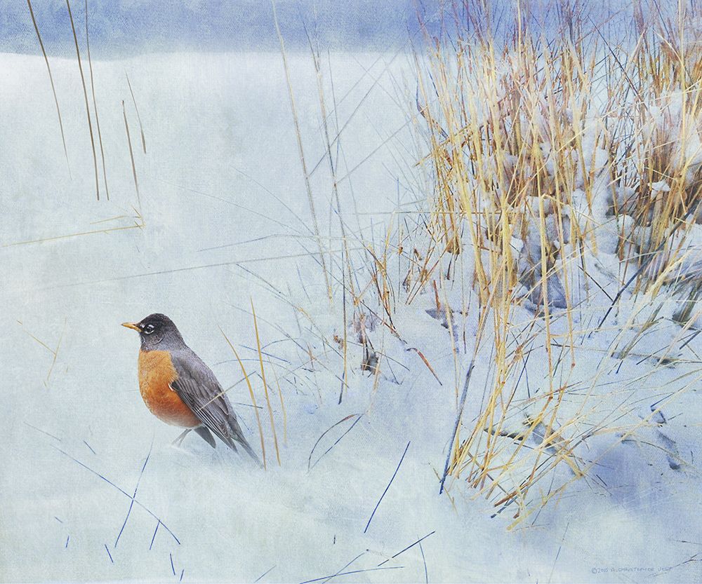 Tuft of Grass with Robin art print by Christopher Vest for $57.95 CAD