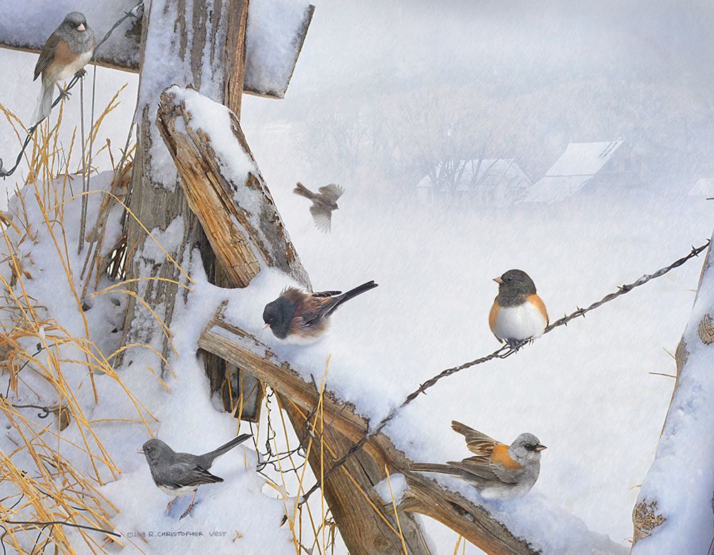 Various Dark Eyed Juncos art print by Christopher Vest for $57.95 CAD