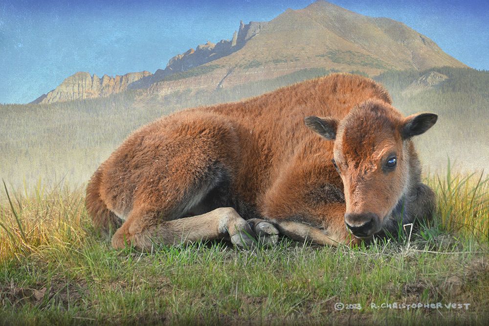 Bison Calf in Lamar Valley art print by Christopher Vest for $57.95 CAD