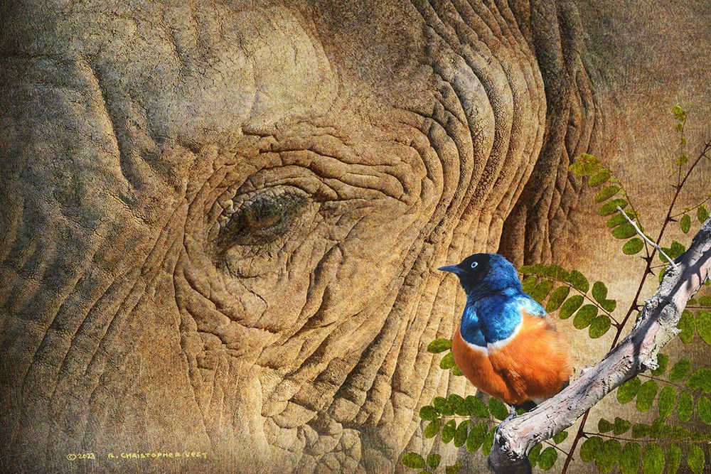 Elephant and Starling art print by Christopher Vest for $57.95 CAD