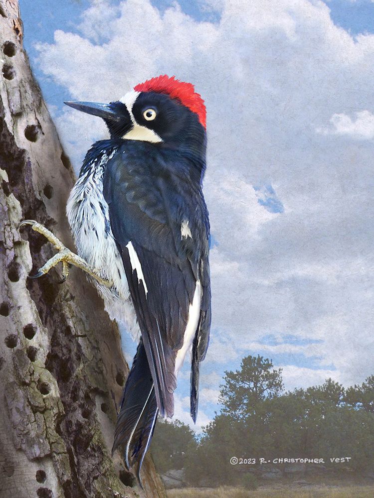 Acorn Woodpecker Portrait art print by Christopher Vest for $57.95 CAD