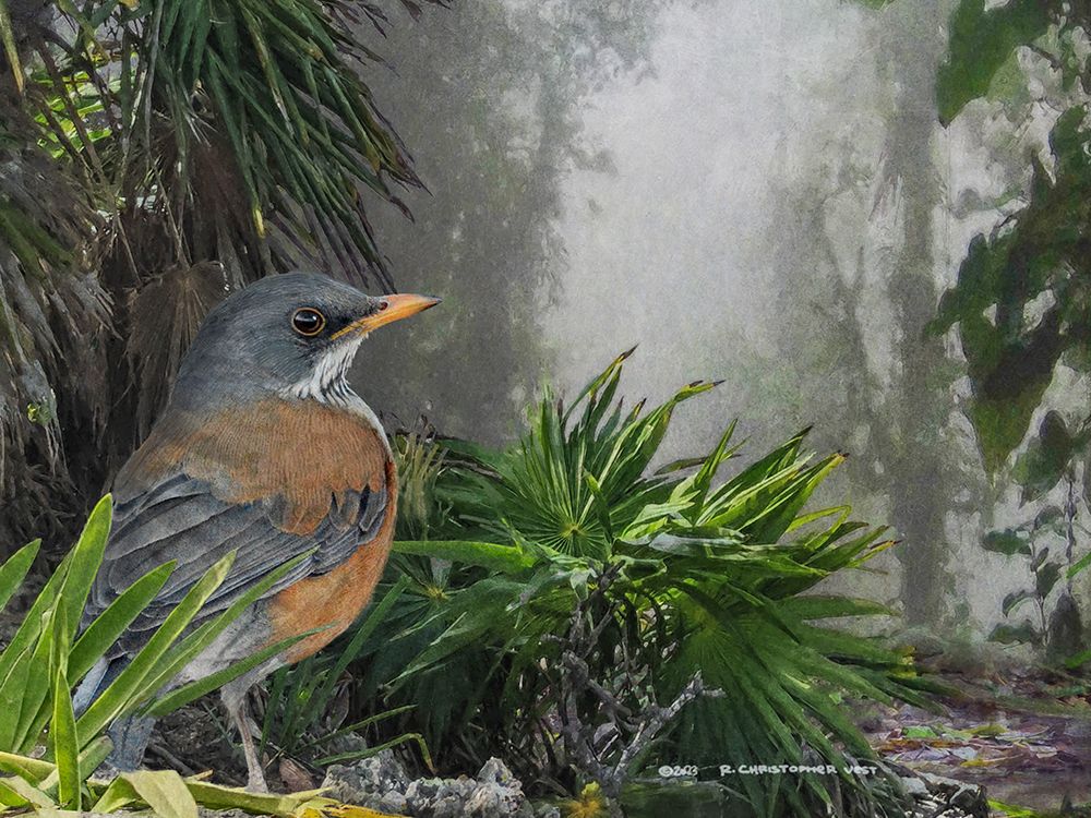 Rufous-backed Robin art print by Christopher Vest for $57.95 CAD
