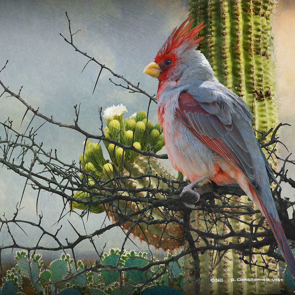 Pyrrhuloxia on Thorns art print by Christopher Vest for $57.95 CAD