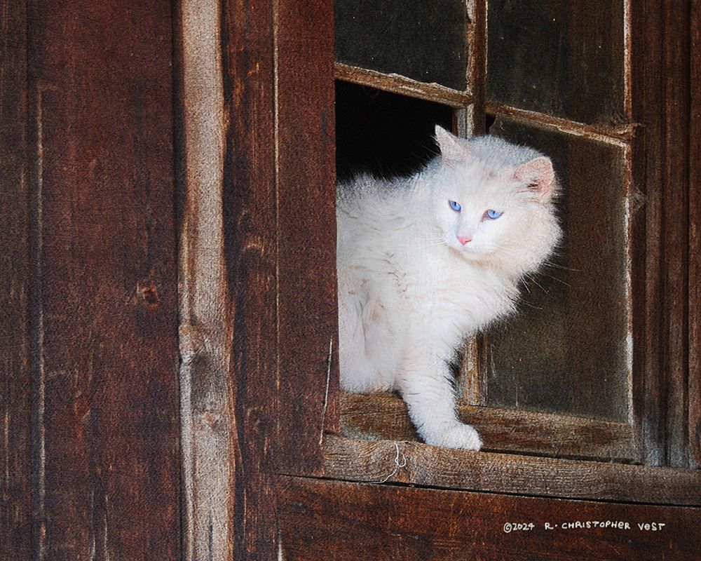Bob-white Kitty Barn Window art print by Christopher Vest for $57.95 CAD