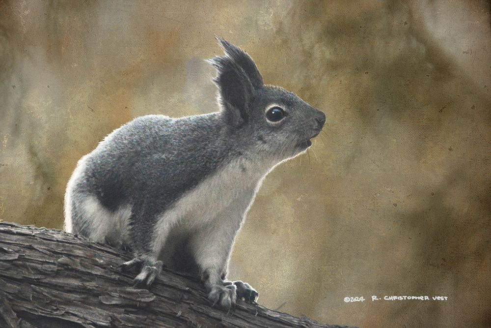 Aberts Squirrel art print by Christopher Vest for $57.95 CAD