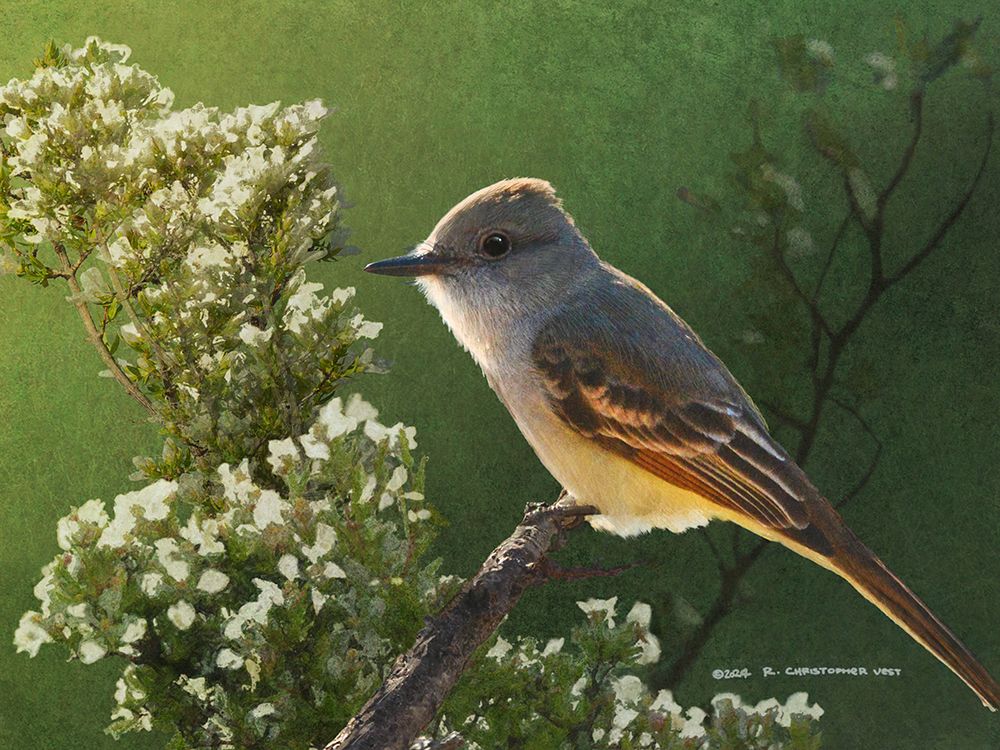 Ash Throated Flycatcher art print by Christopher Vest for $57.95 CAD