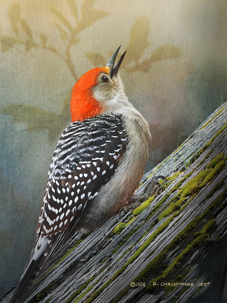 Red Bellied Woodpecker art print by Christopher Vest for $57.95 CAD