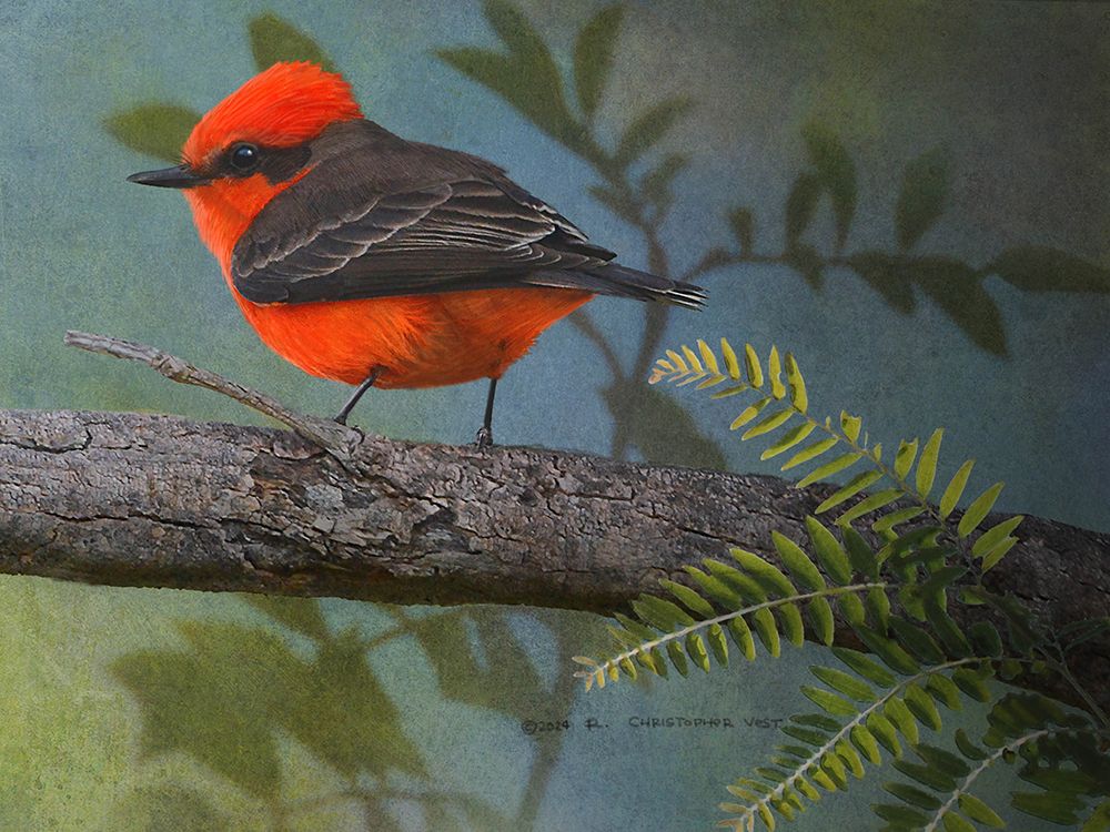 Vermillion Flycatcher Male art print by Christopher Vest for $57.95 CAD