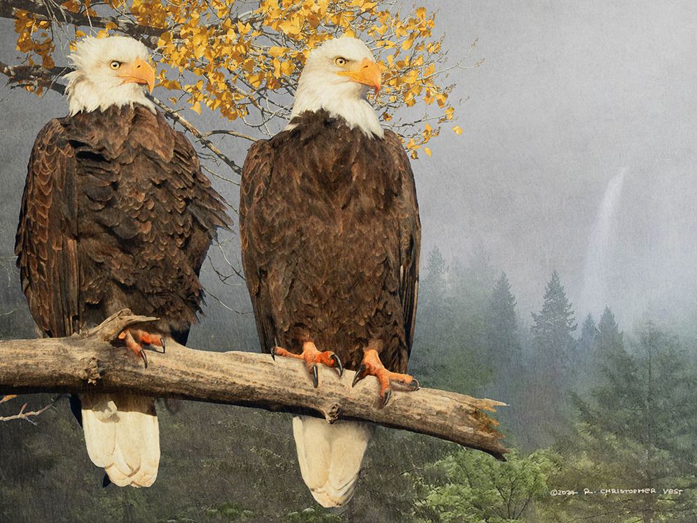 Bald Eagle Pair art print by Christopher Vest for $57.95 CAD