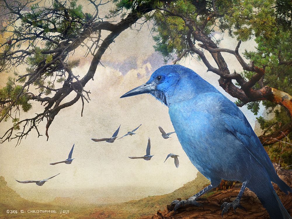 Pinon Jays art print by Christopher Vest for $57.95 CAD