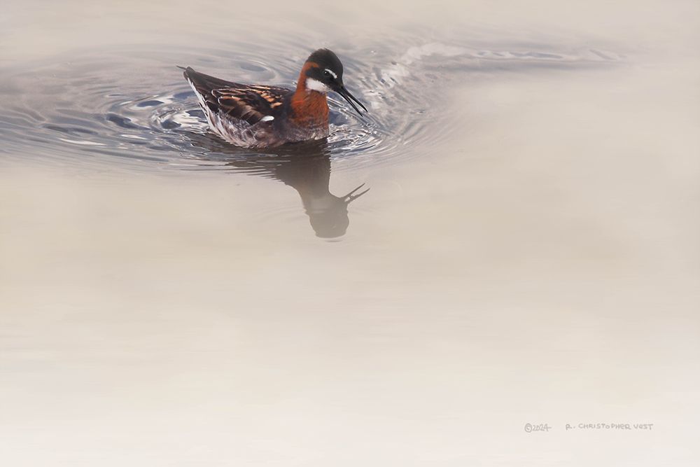 Female Phalarope art print by Christopher Vest for $57.95 CAD