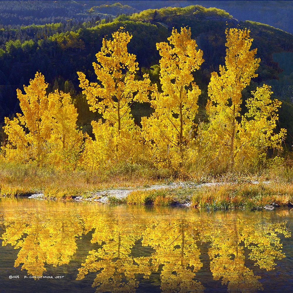 Row of Aspen art print by Christopher Vest for $57.95 CAD