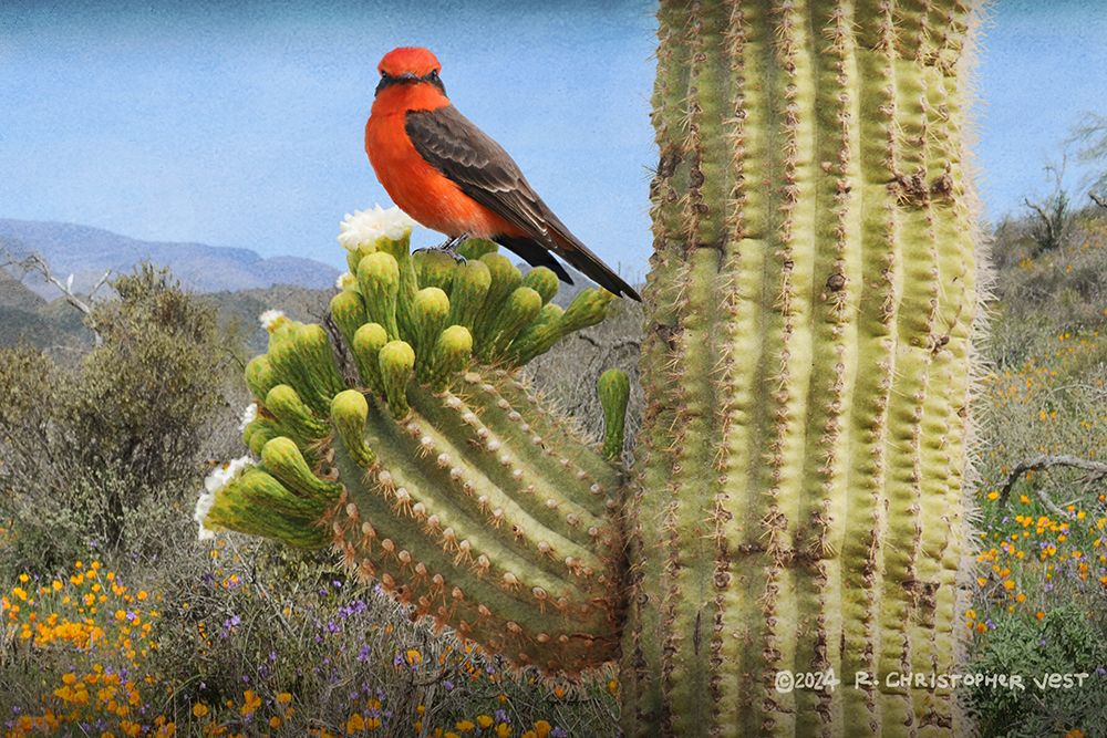 Vermillion Flycatcher on Saguaro Blossom art print by Christopher Vest for $57.95 CAD