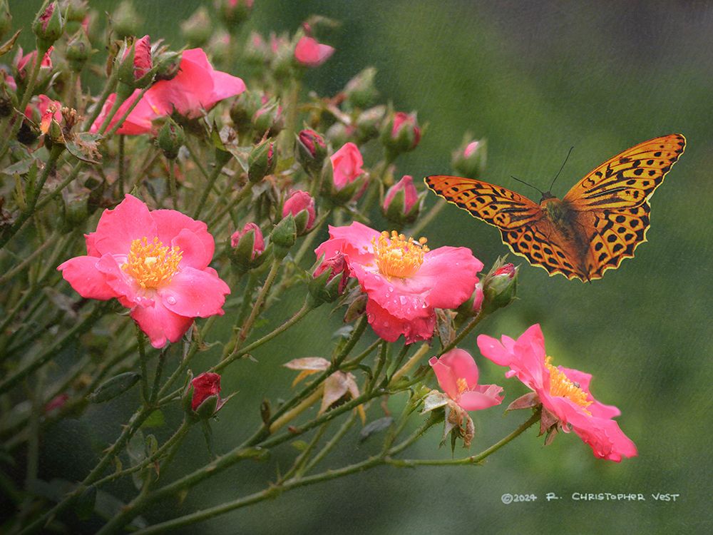 Wild Roses Wet art print by Christopher Vest for $57.95 CAD